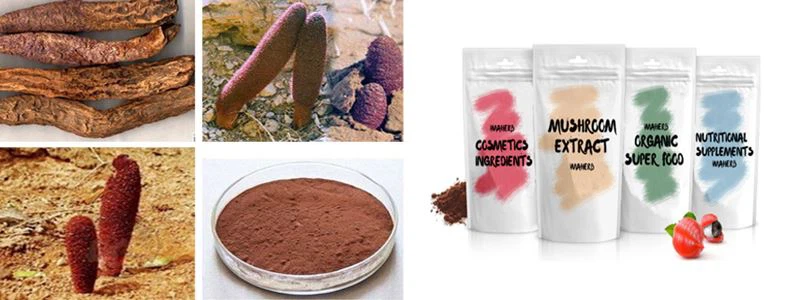 Cynomorii Extract Powder1