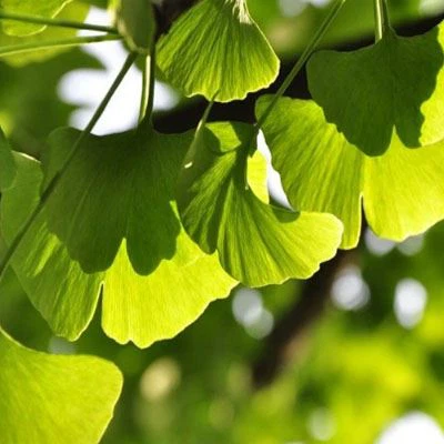 Ginkgo extract1