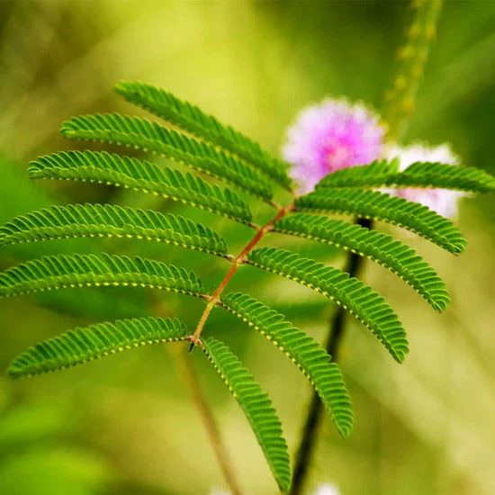 mimosa hostilis bark