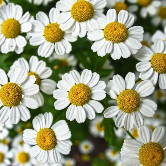 chamomile chamomile