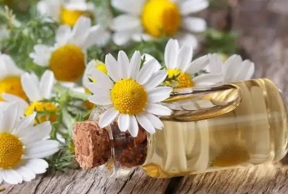chamomile essentail oil chamomile essentail oil